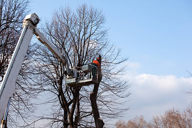 Best Tree and Shrub Care  in Vale, OR